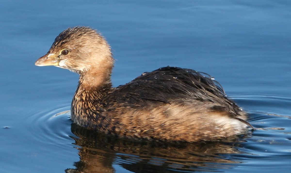 Pied-billed Grebe - ML629337534