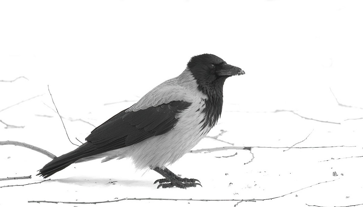 Hooded Crow (Hooded) - ML629337579