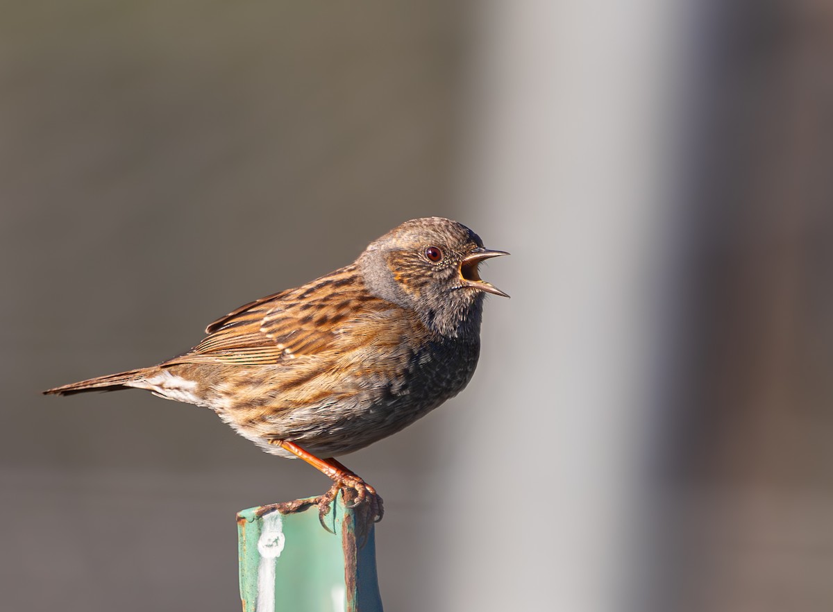 Dunnock - ML629337805