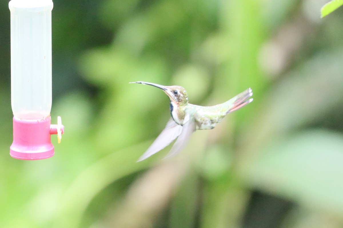 Black-throated Mango (Ecuadorian) - ML629338001