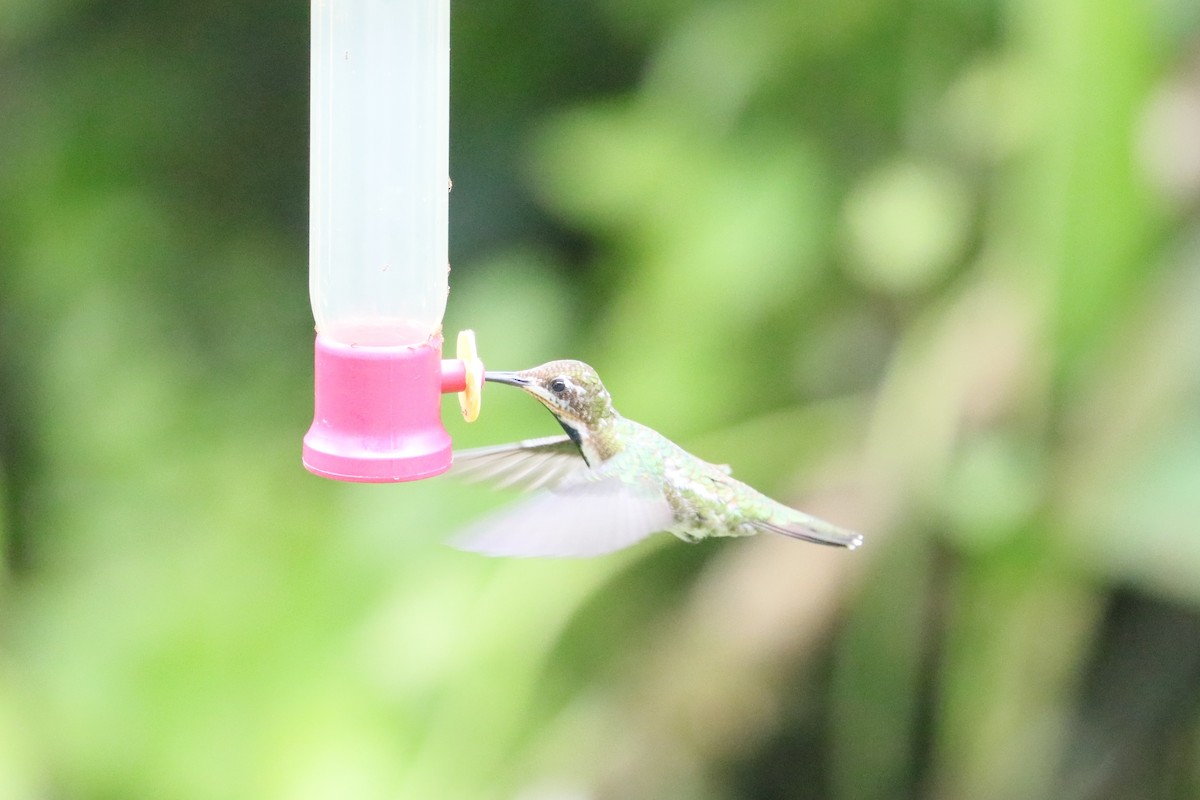 Black-throated Mango (Ecuadorian) - ML629338002