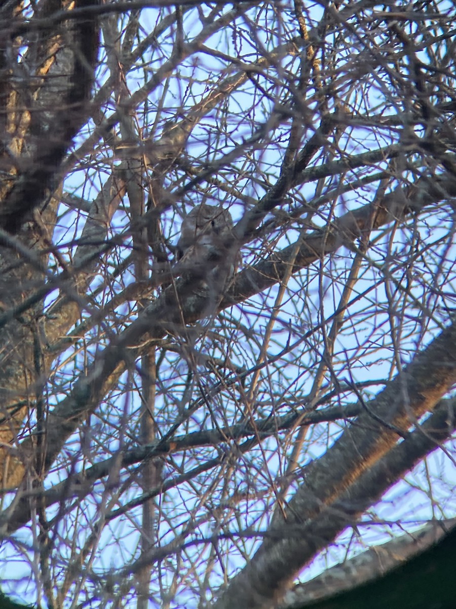 Northern Saw-whet Owl - ML629338064