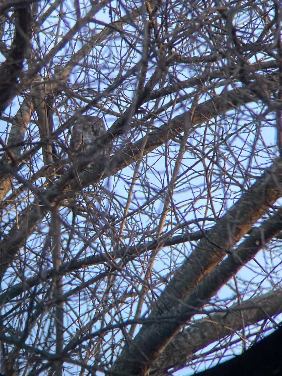 Northern Saw-whet Owl - ML629338065
