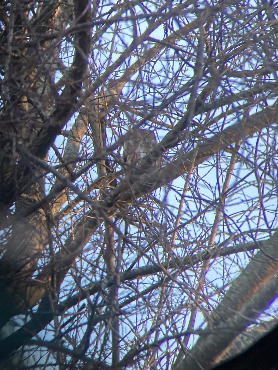 Northern Saw-whet Owl - ML629338066