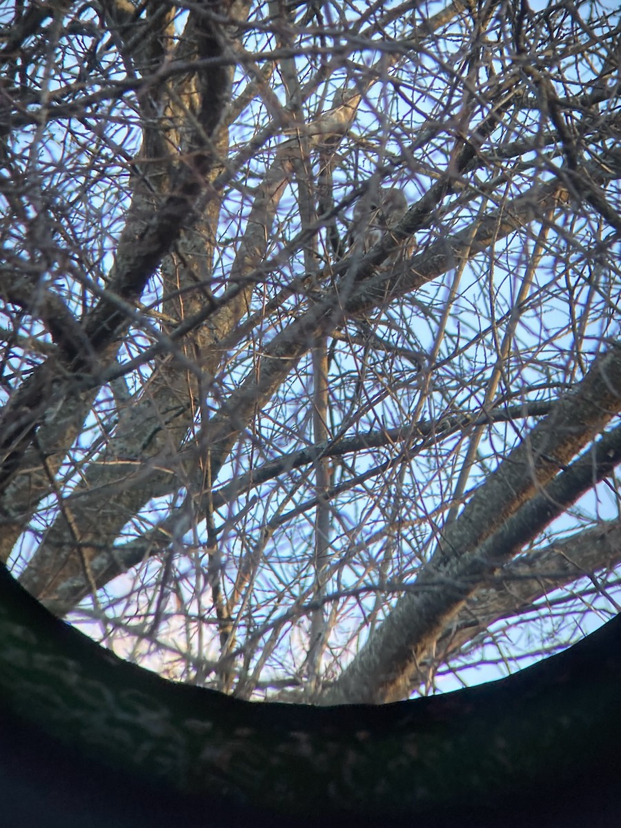 Northern Saw-whet Owl - ML629338067