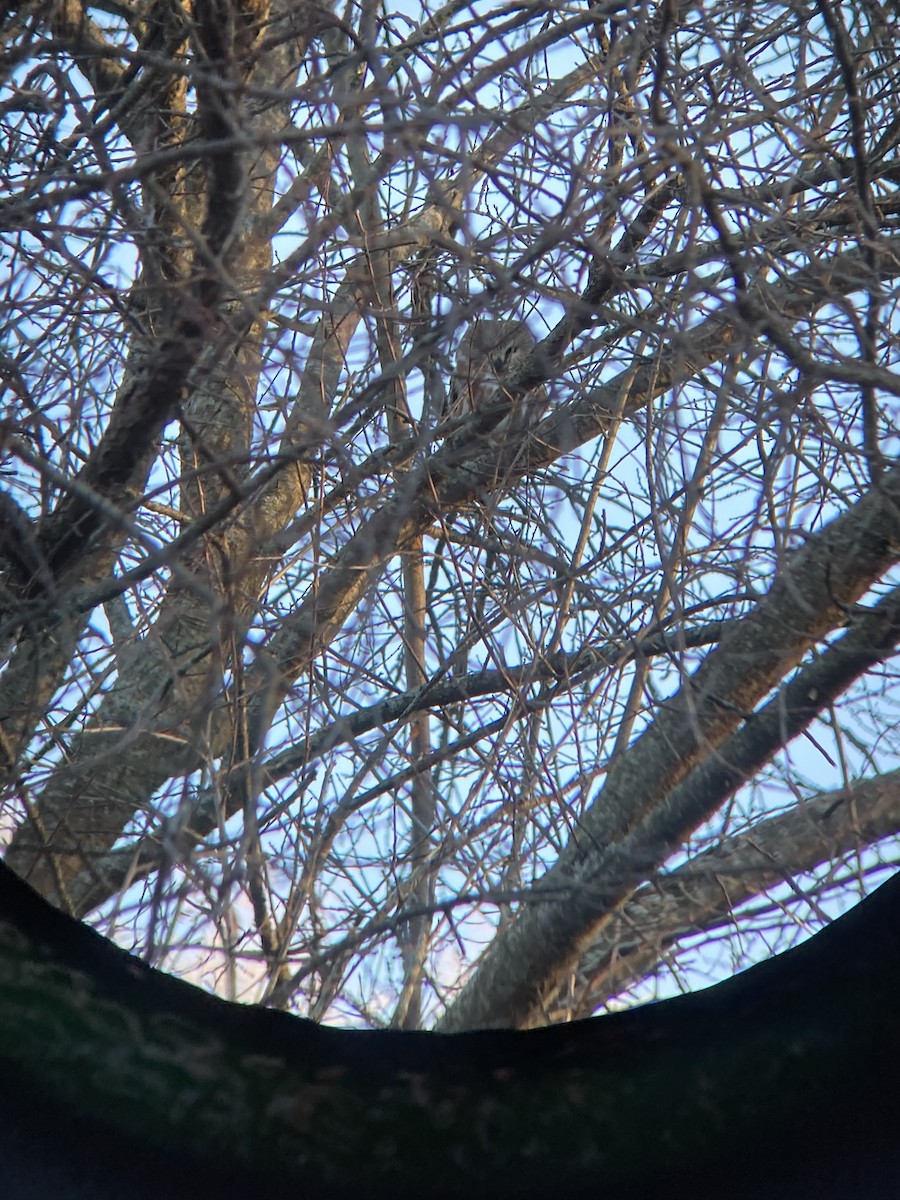 Northern Saw-whet Owl - ML629338068