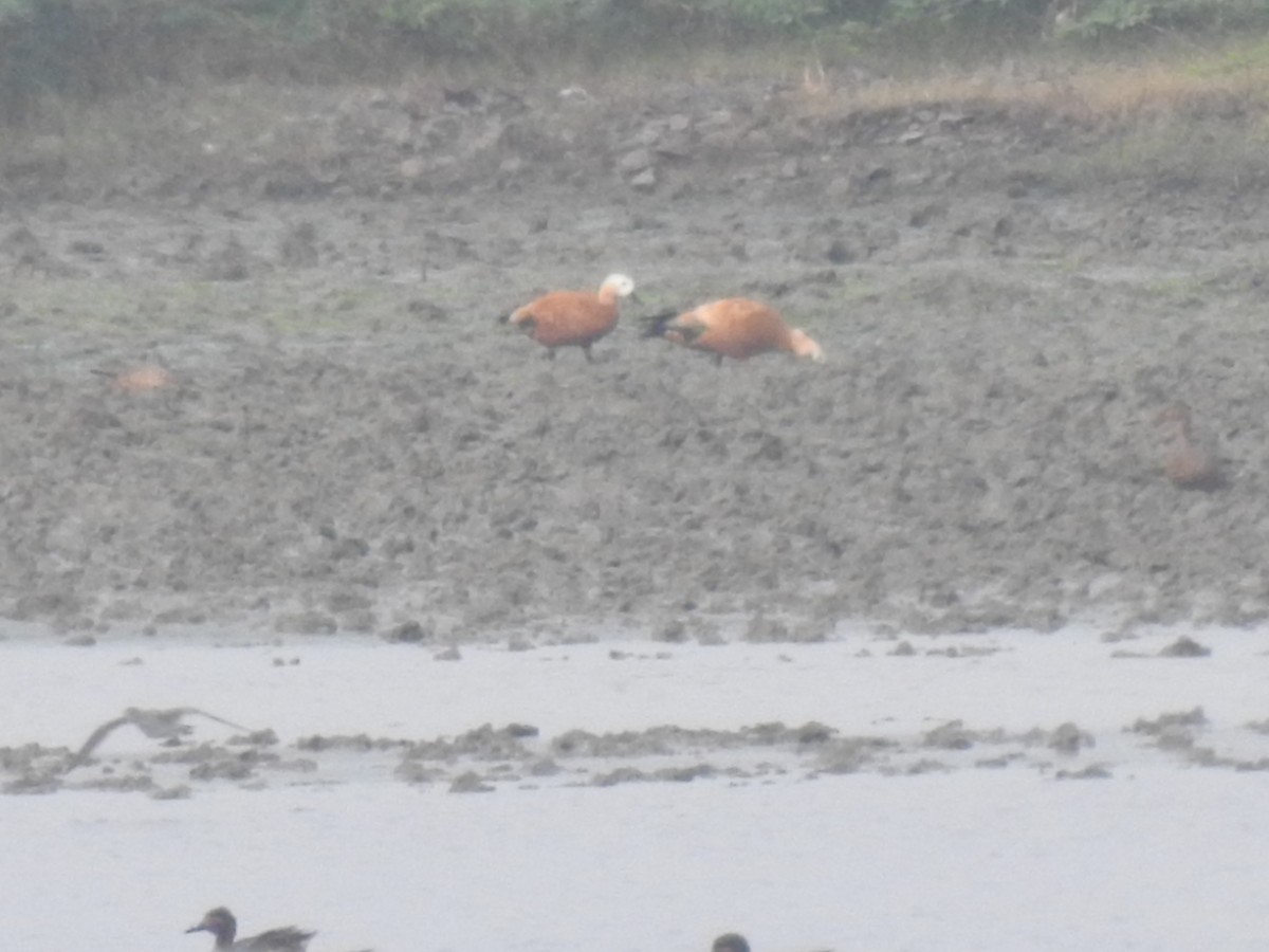 Ruddy Shelduck - ML629338086