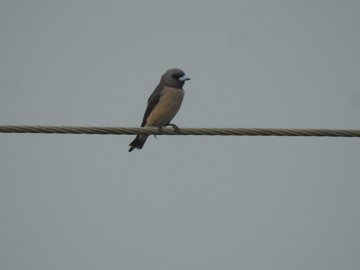 Ashy Woodswallow - ML629338202