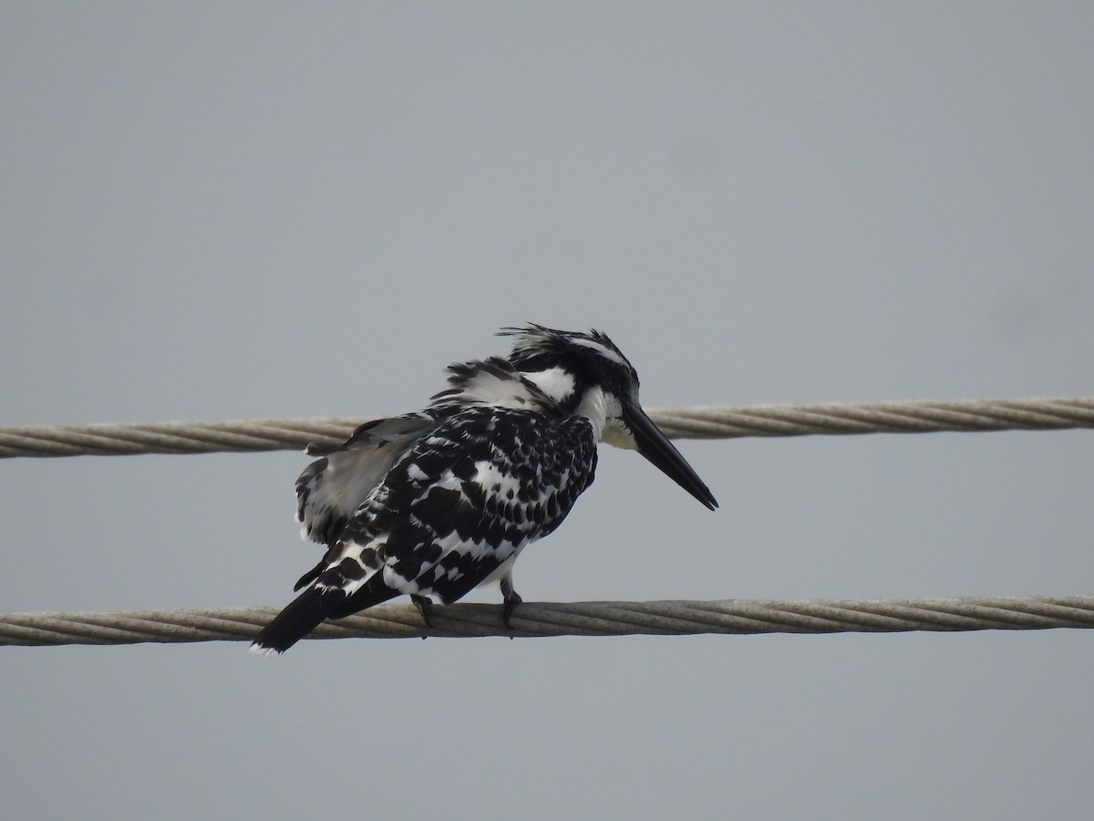 Pied Kingfisher - ML629338214