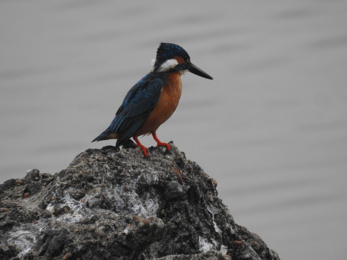 Common Kingfisher - ML629338218