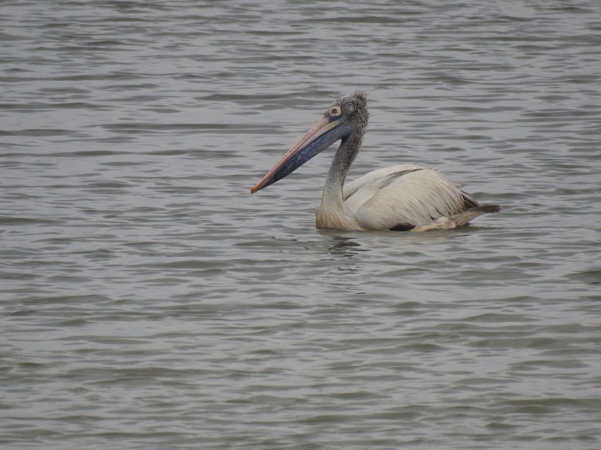 Spot-billed Pelican - ML629338230