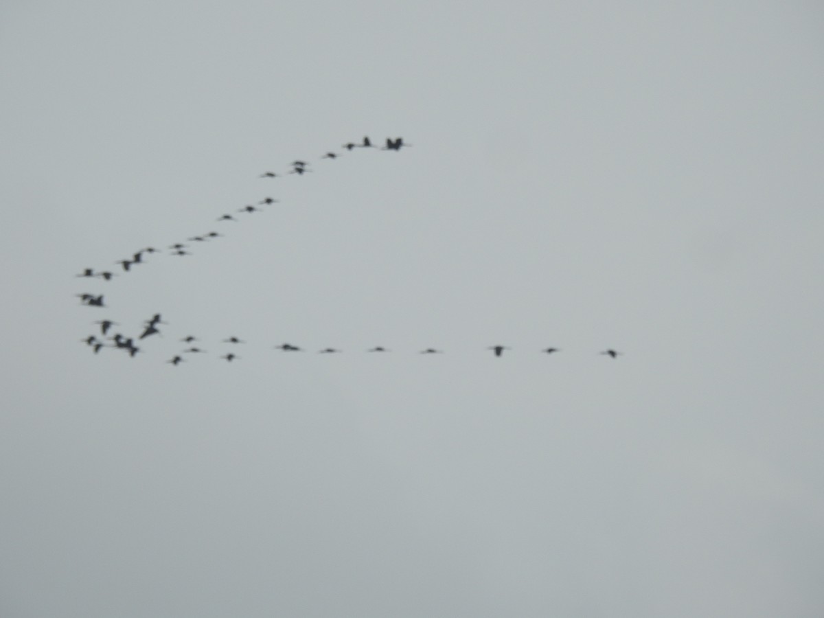 Glossy Ibis - ML629338239