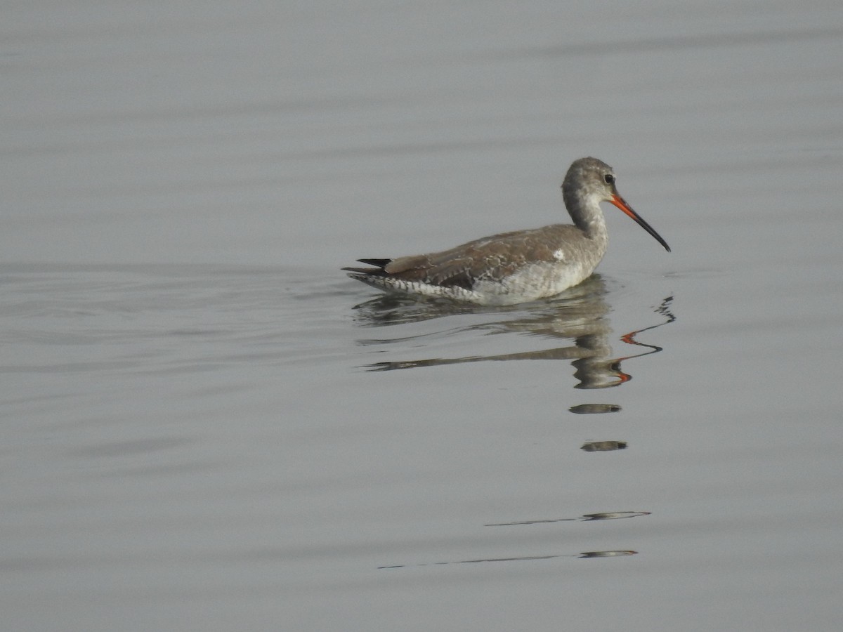 Common Redshank - ML629338256