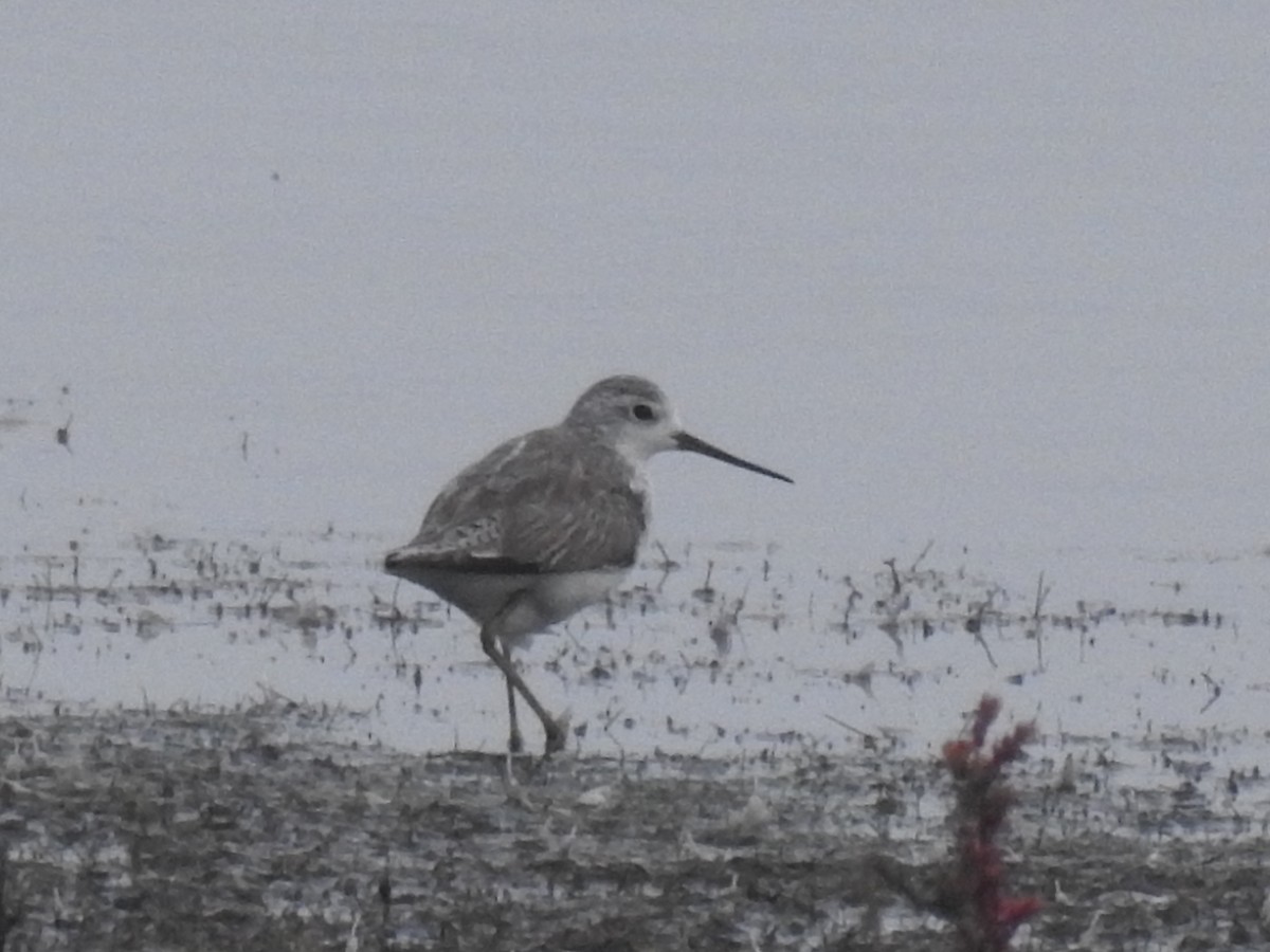 Marsh Sandpiper - ML629338275