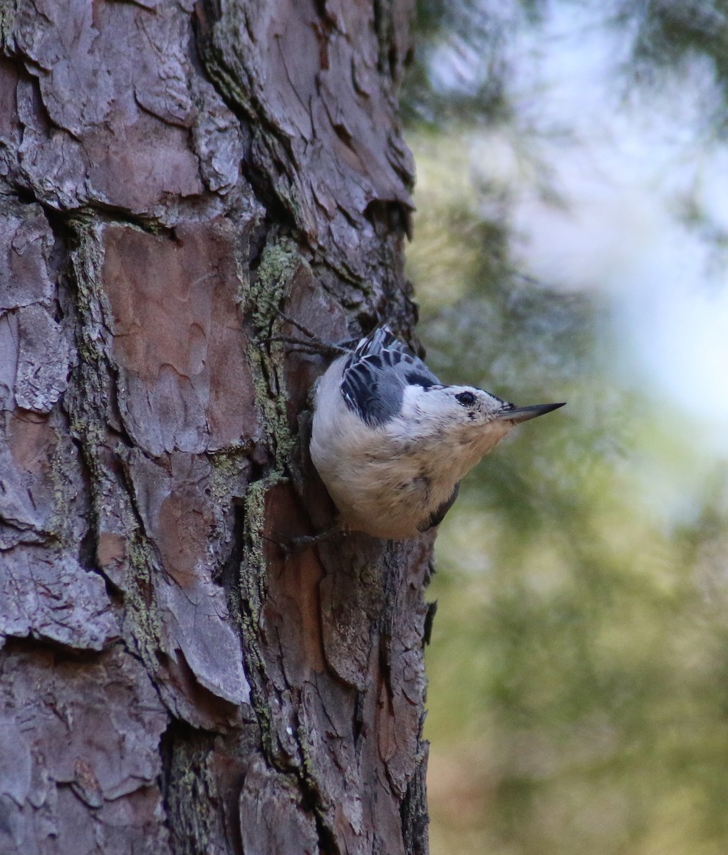 White-breasted Nuthatch - ML62933831