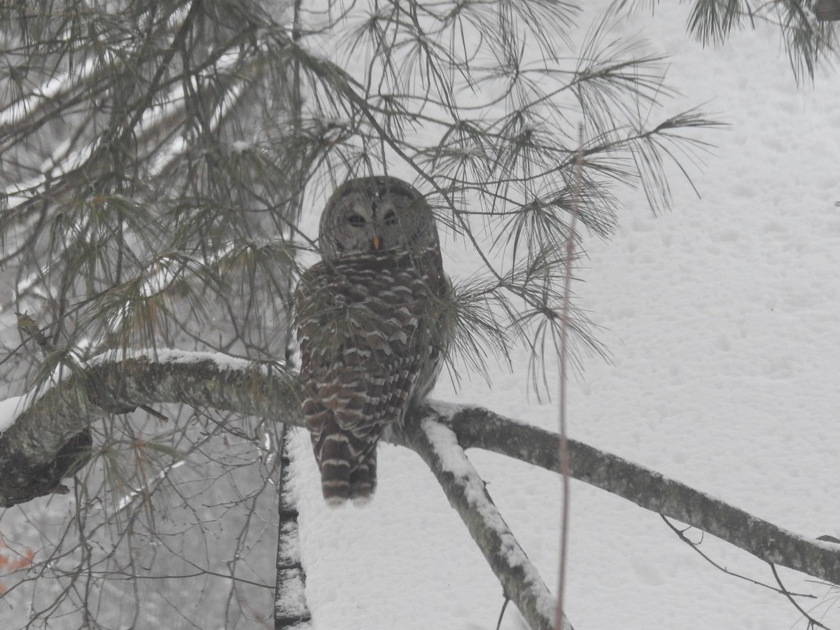 Barred Owl - ML629338318