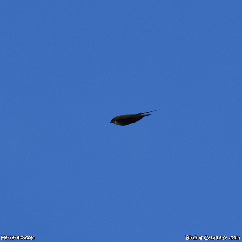 Eurasian Crag-Martin - ML629338424