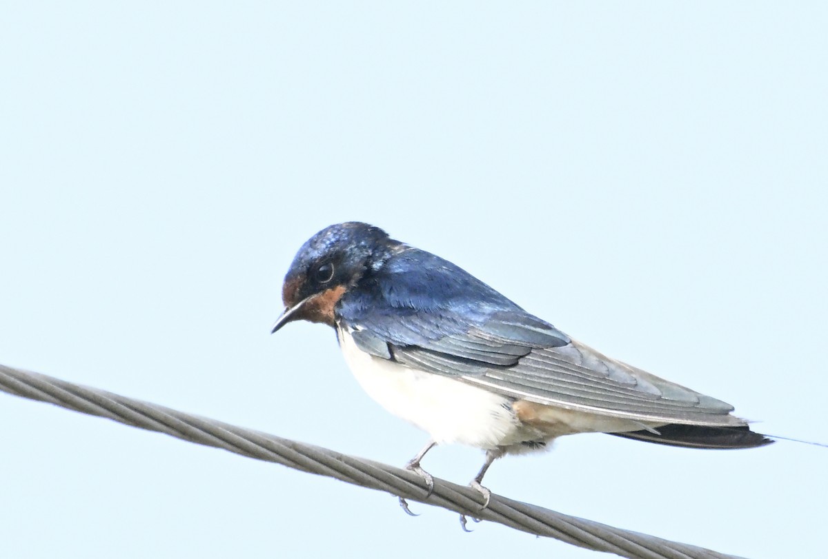 Barn Swallow - ML629338508