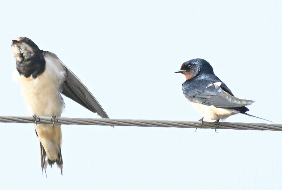 Barn Swallow - ML629338509