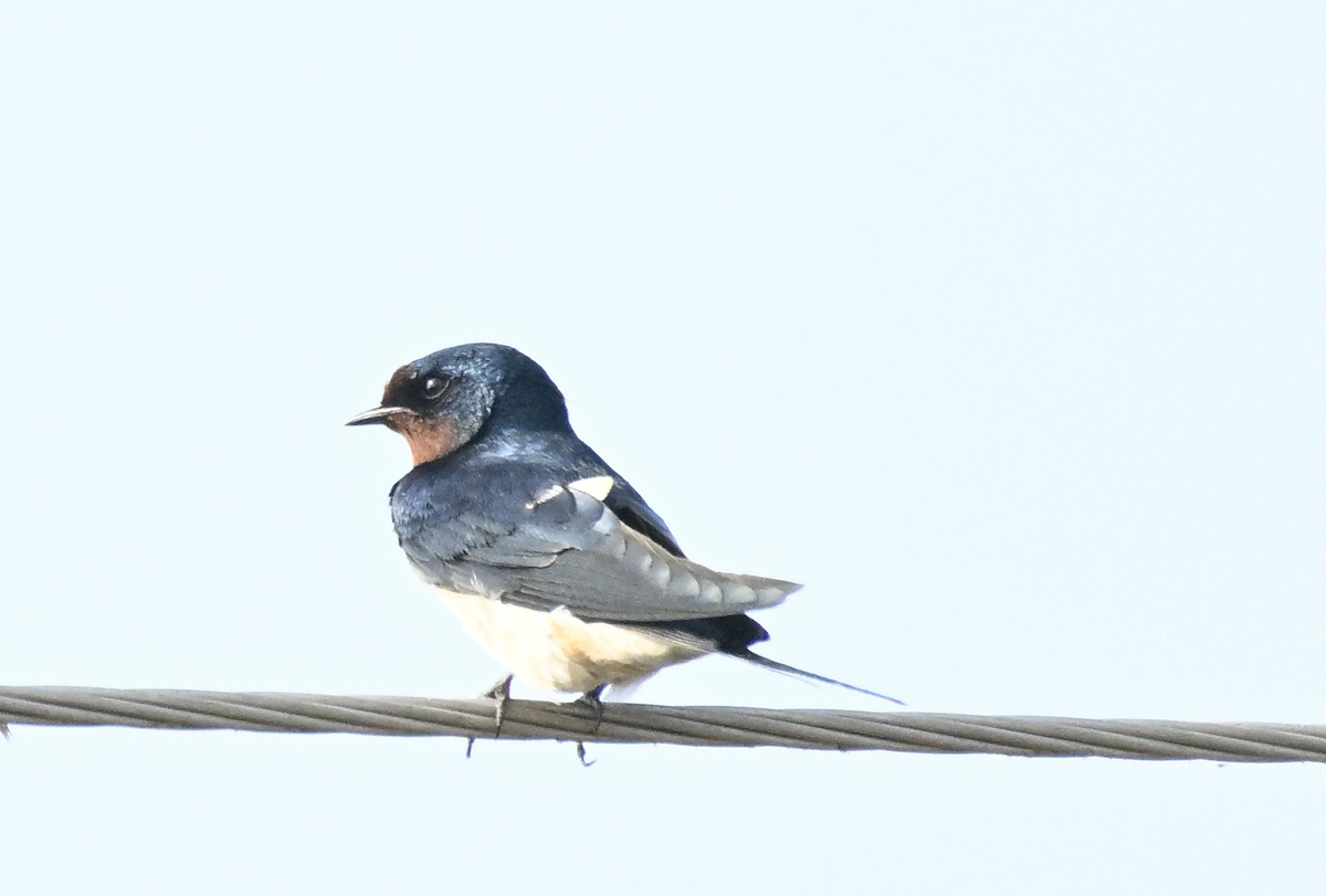 Barn Swallow - ML629338510