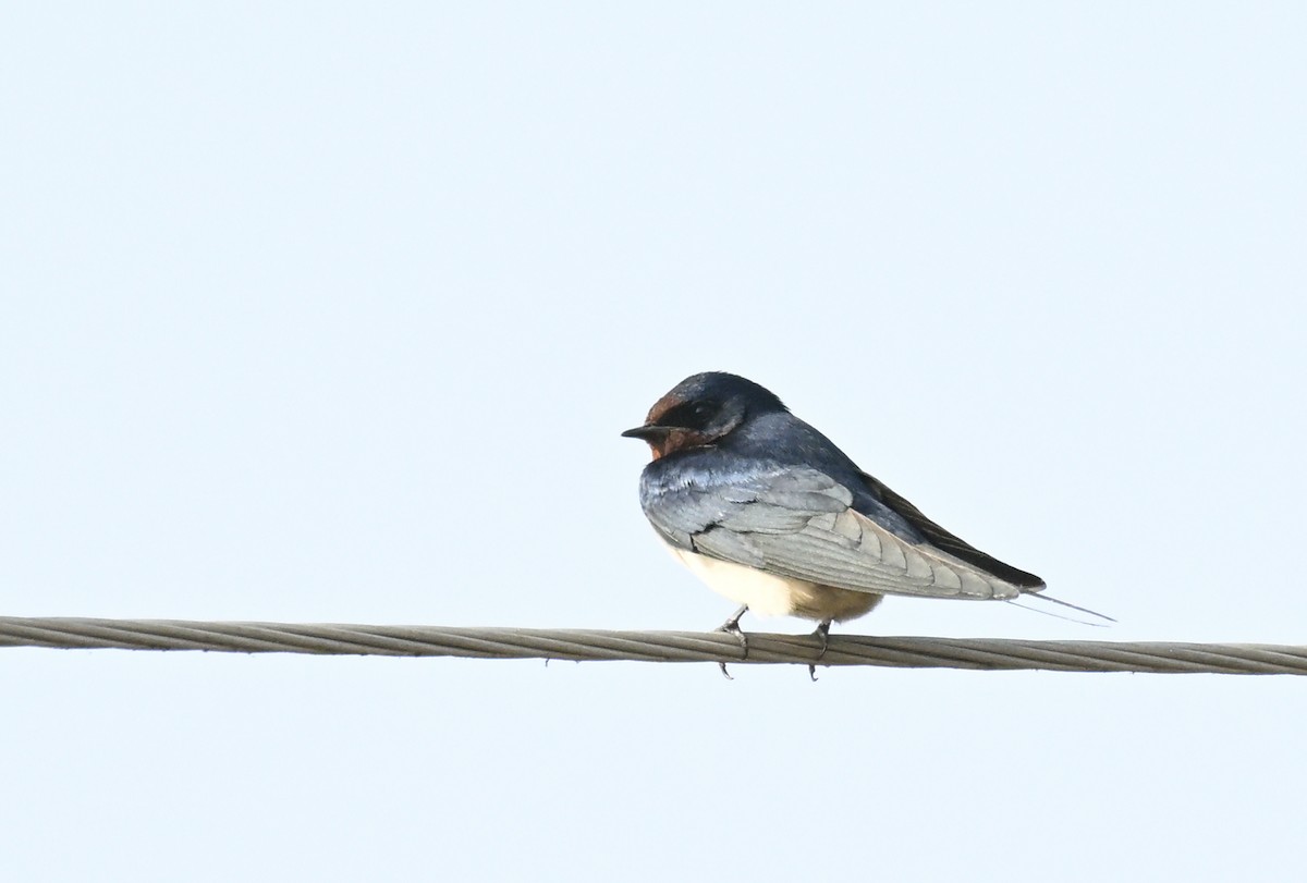 Barn Swallow - ML629338511