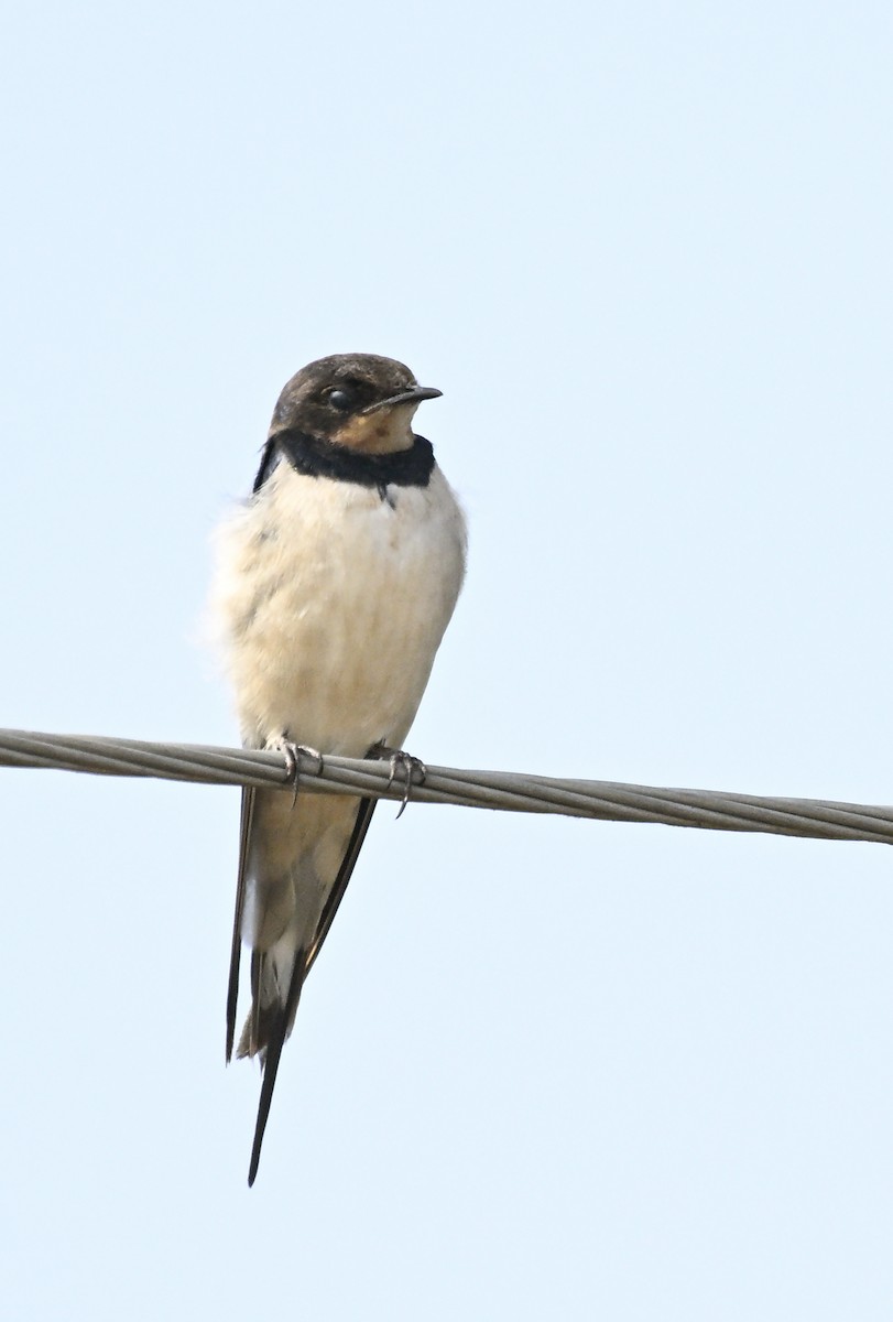 Barn Swallow - ML629338513