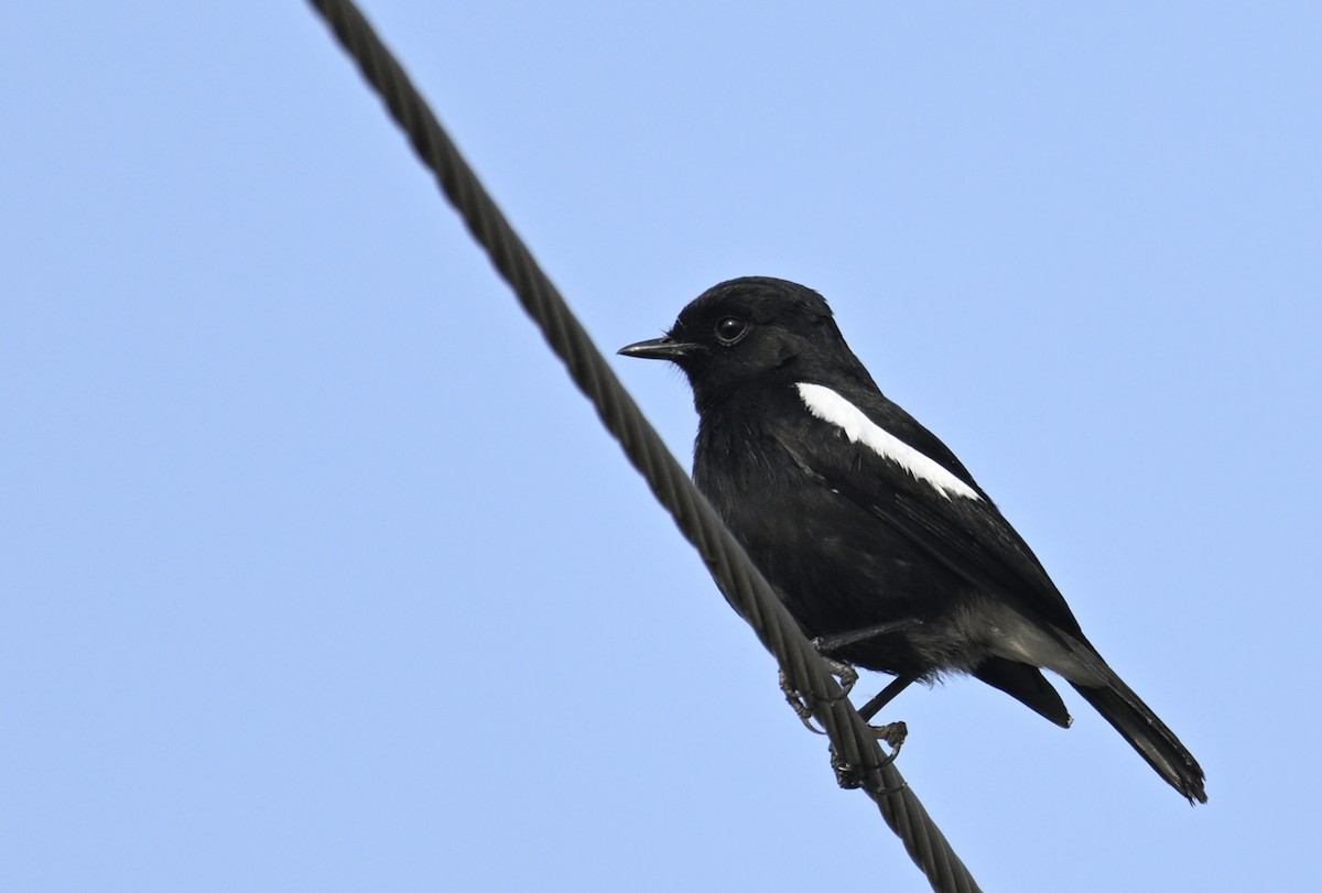 Pied Bushchat - ML629338643
