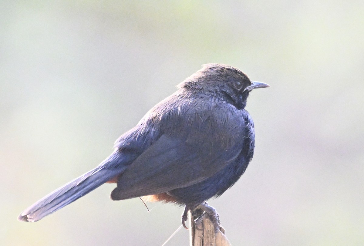 Indian Robin - ML629338700