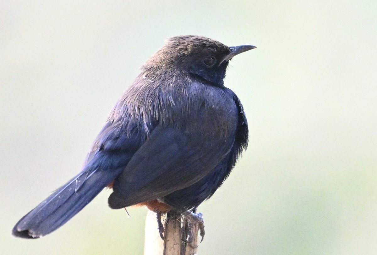 Indian Robin - ML629338701