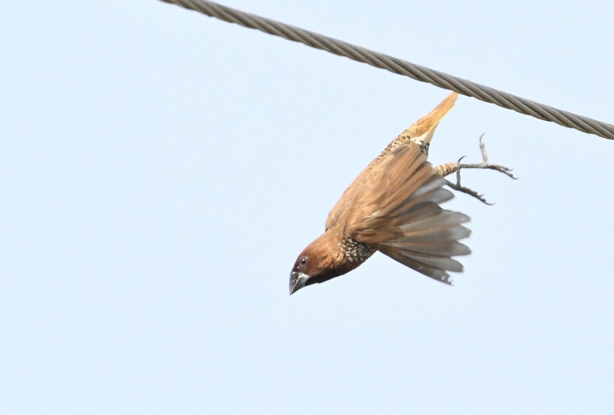 Scaly-breasted Munia - ML629338752