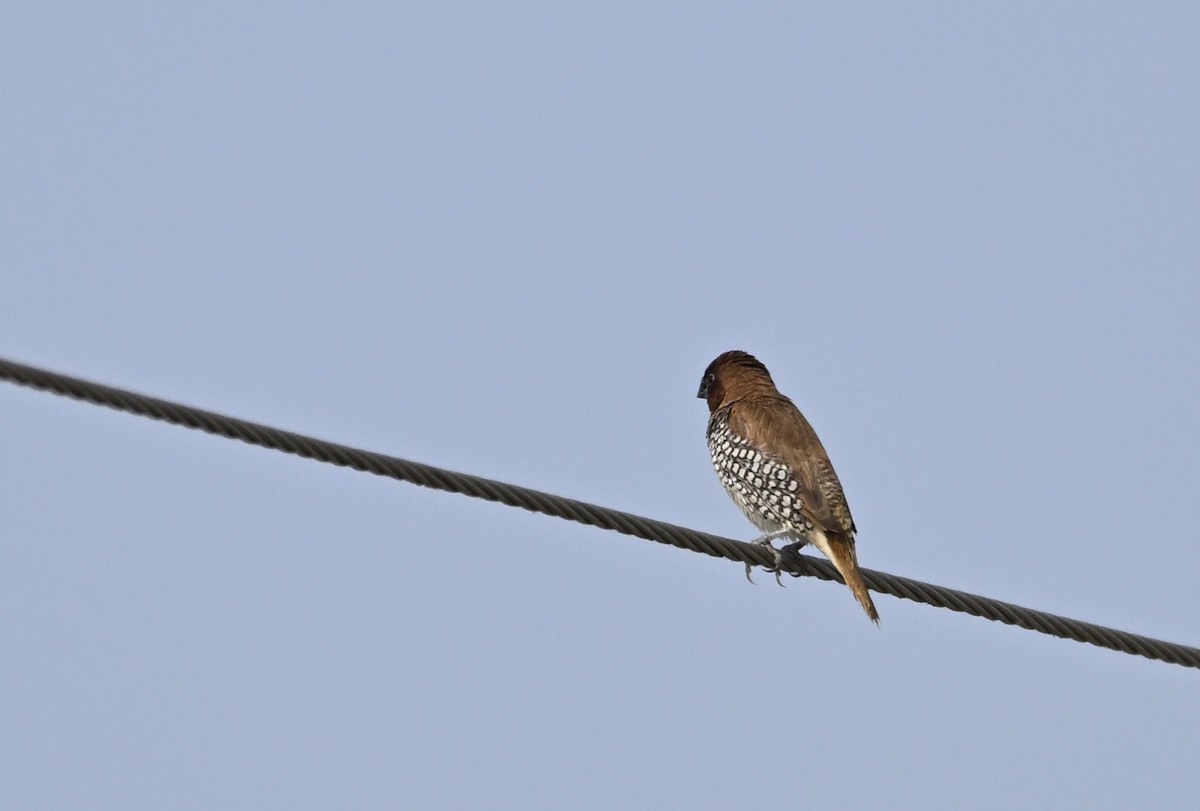 Scaly-breasted Munia - ML629338753