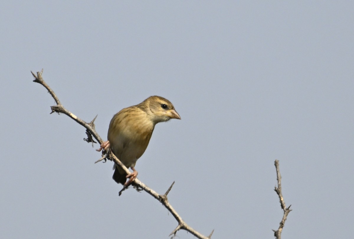 Baya Weaver - ML629338782