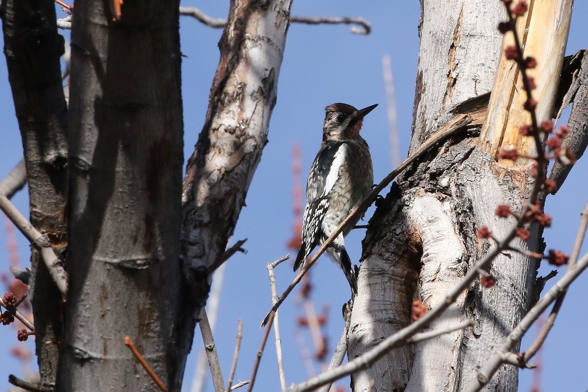 Yellow-bellied Sapsucker - ML629338851