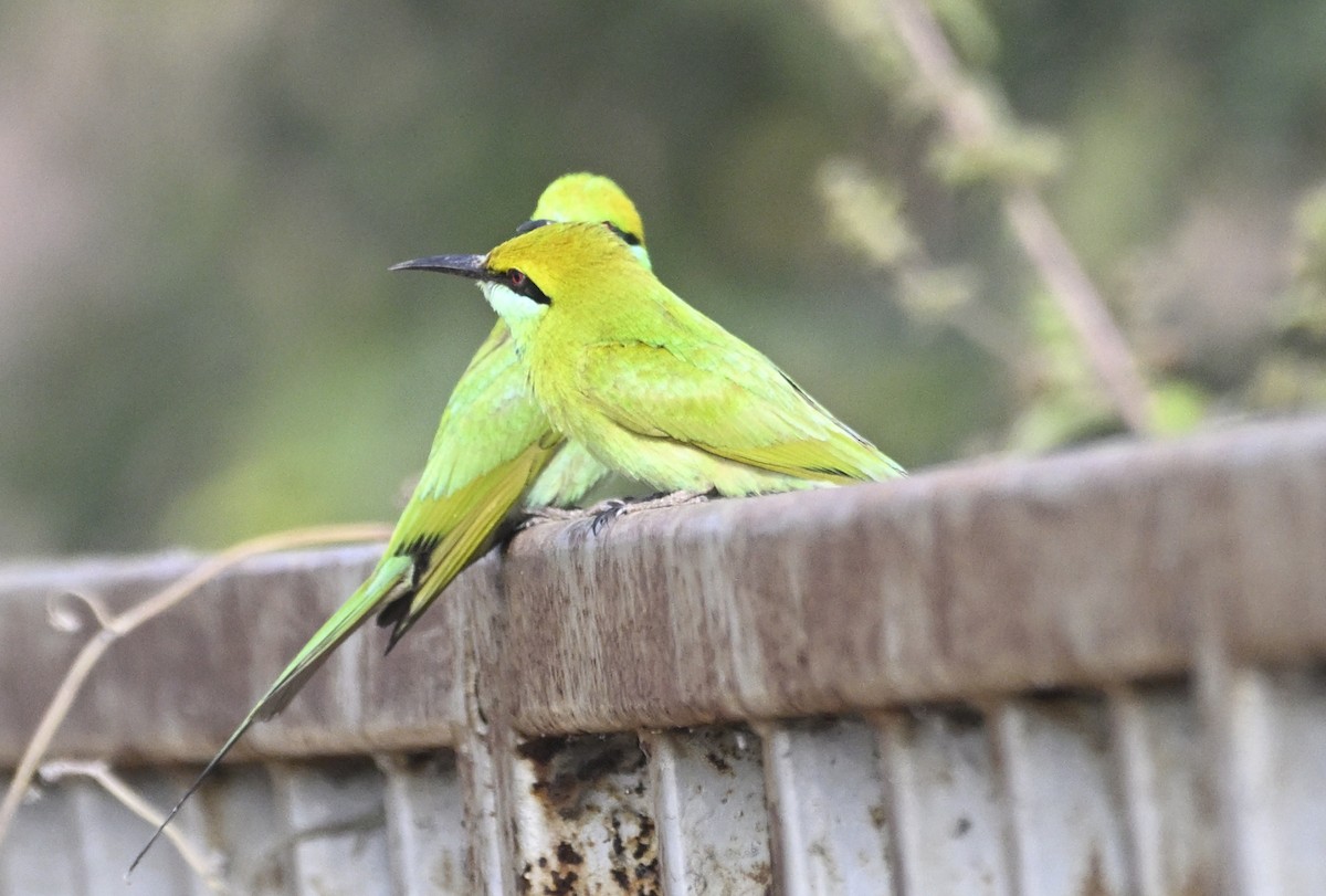 Asian Green Bee-eater - ML629338861