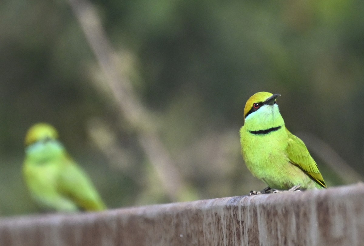 Asian Green Bee-eater - ML629338862