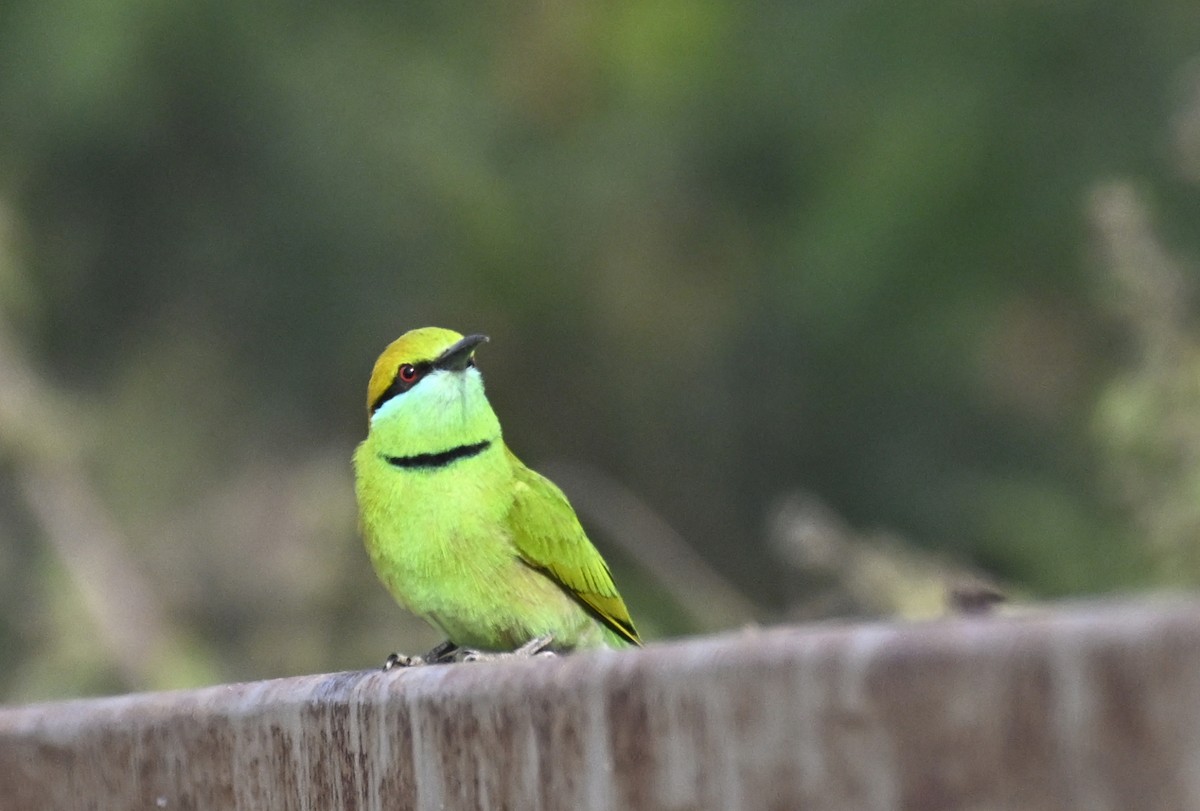 Asian Green Bee-eater - ML629338863