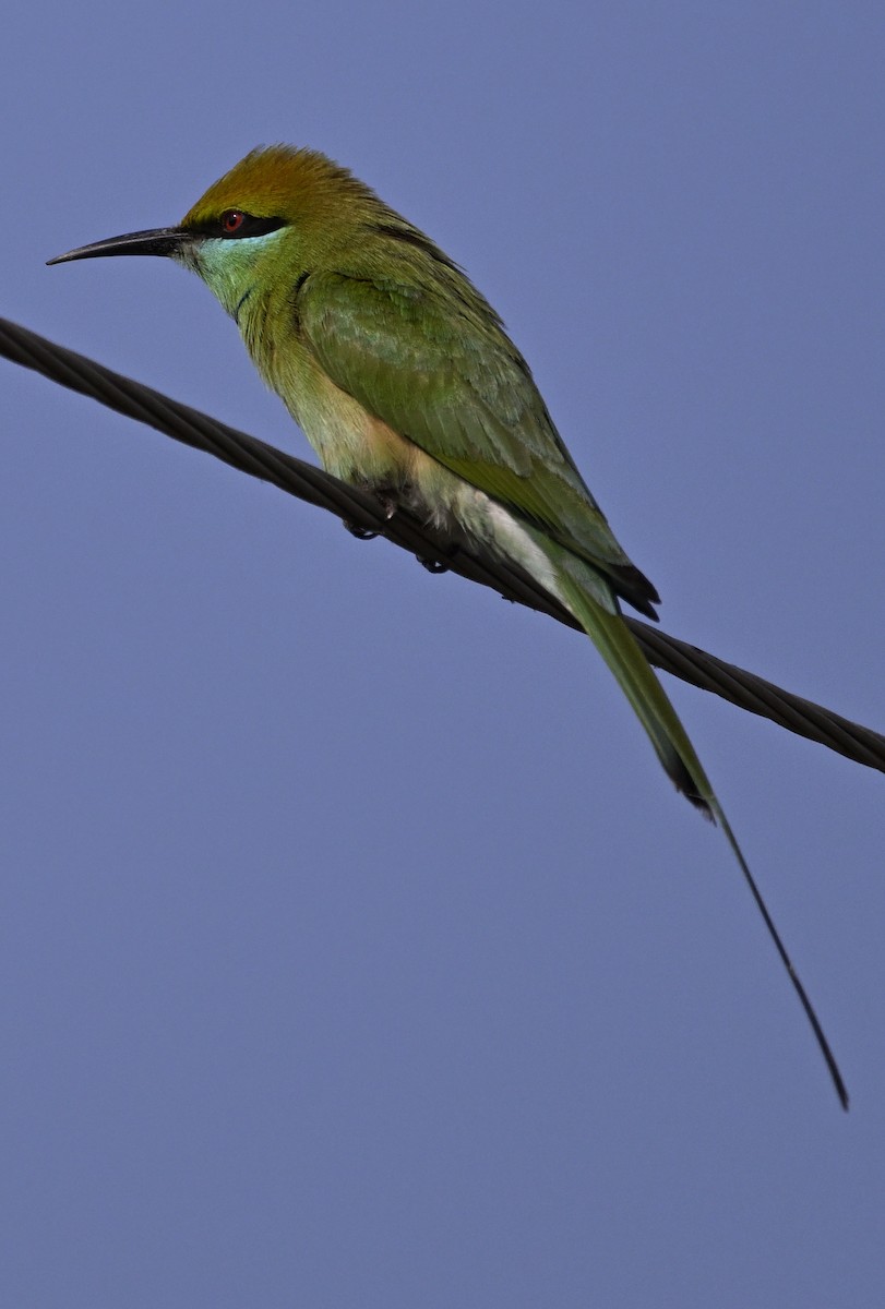 Asian Green Bee-eater - ML629338864