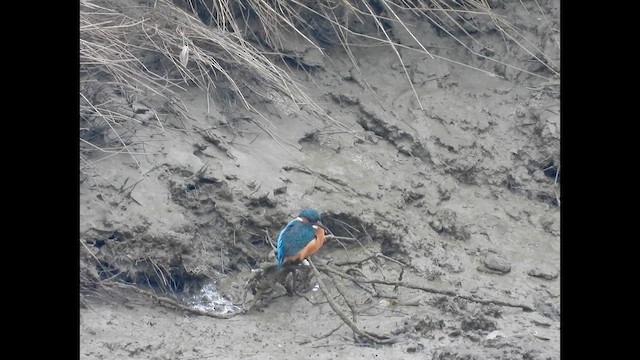 Common Kingfisher - ML629338924