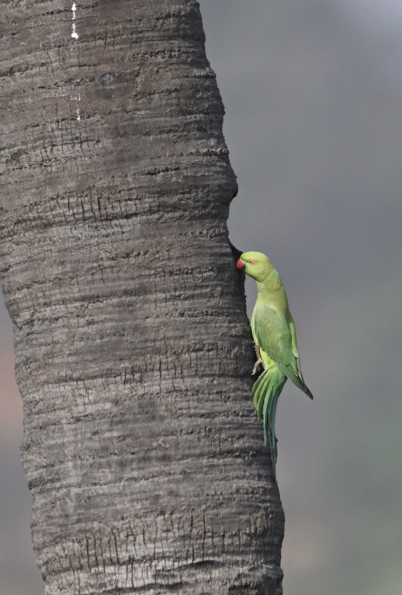 Rose-ringed Parakeet - ML629338946