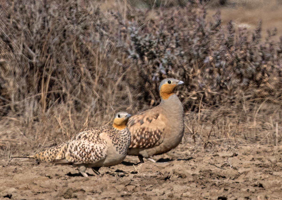 Spotted Sandgrouse - ML629338983
