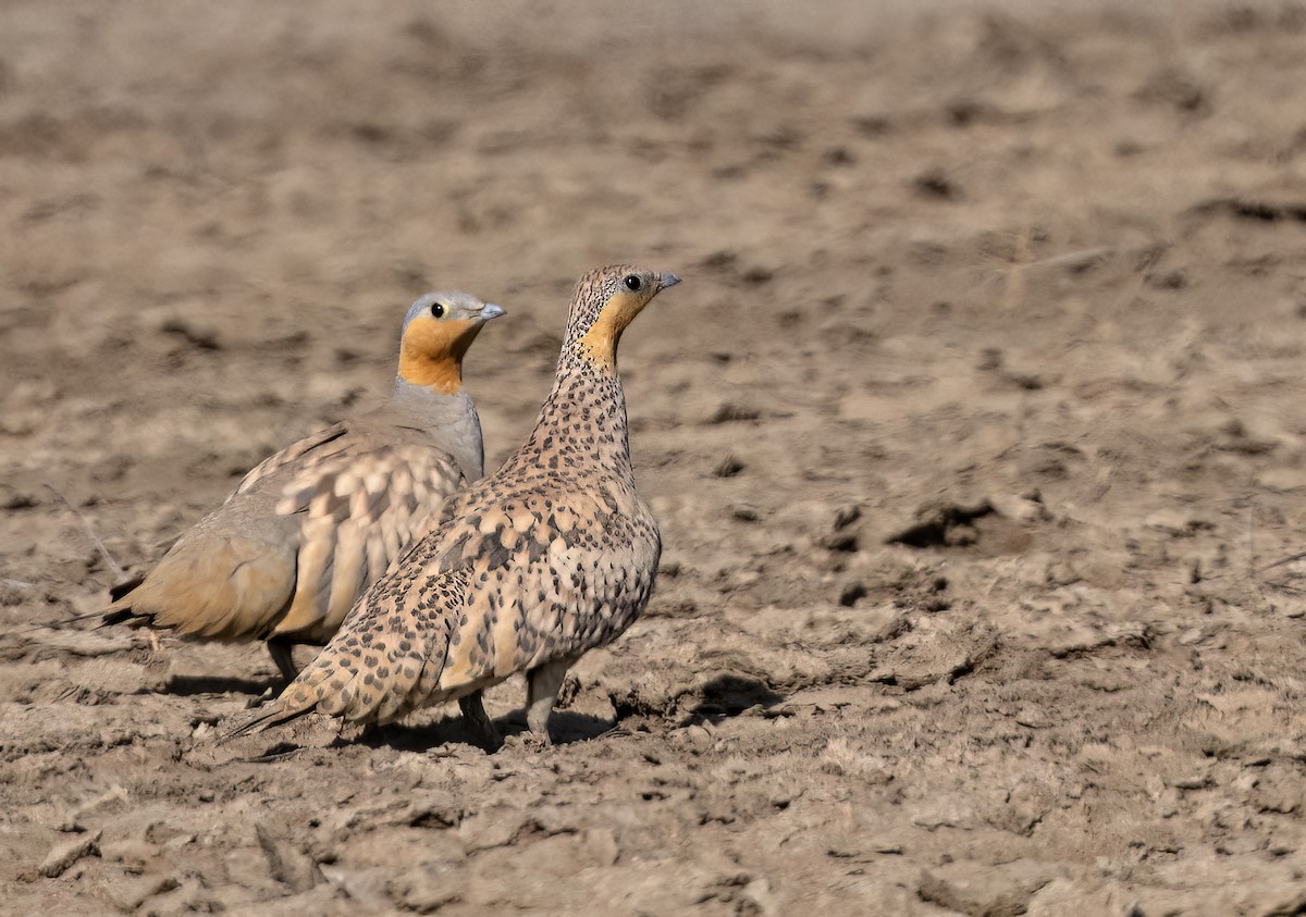 Spotted Sandgrouse - ML629338984