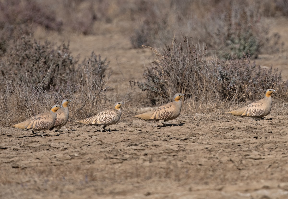 Spotted Sandgrouse - ML629338987
