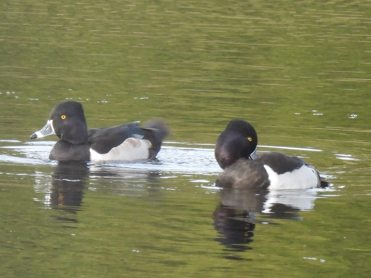 Ring-necked Duck - ML629339105
