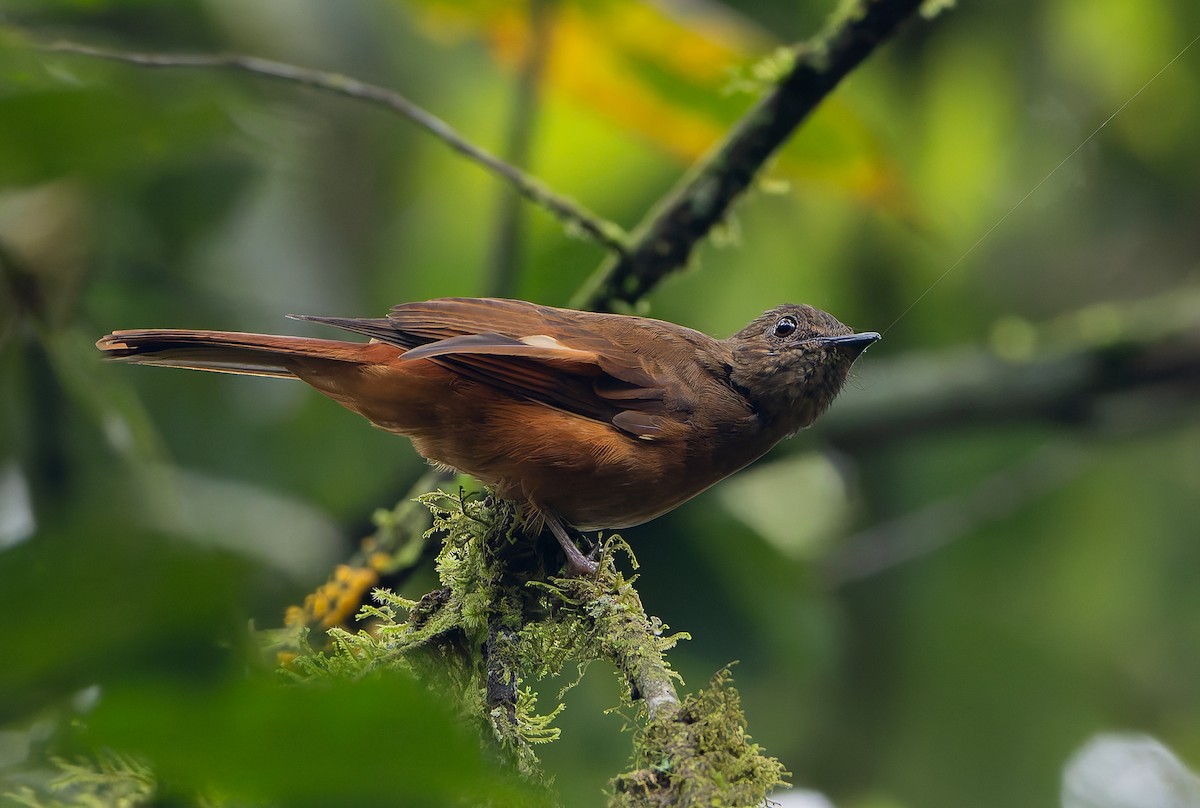 Rufous Flycatcher-Thrush - ML629339116