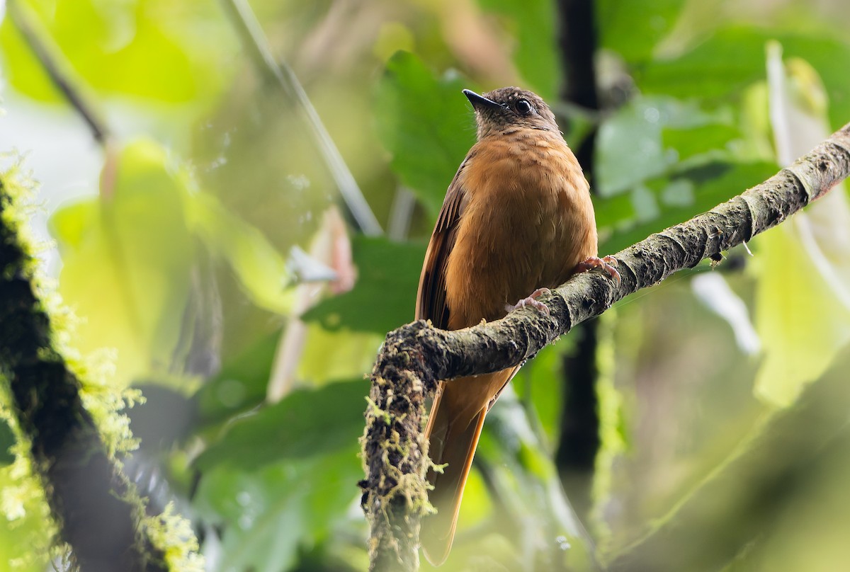 Rufous Flycatcher-Thrush - ML629339117