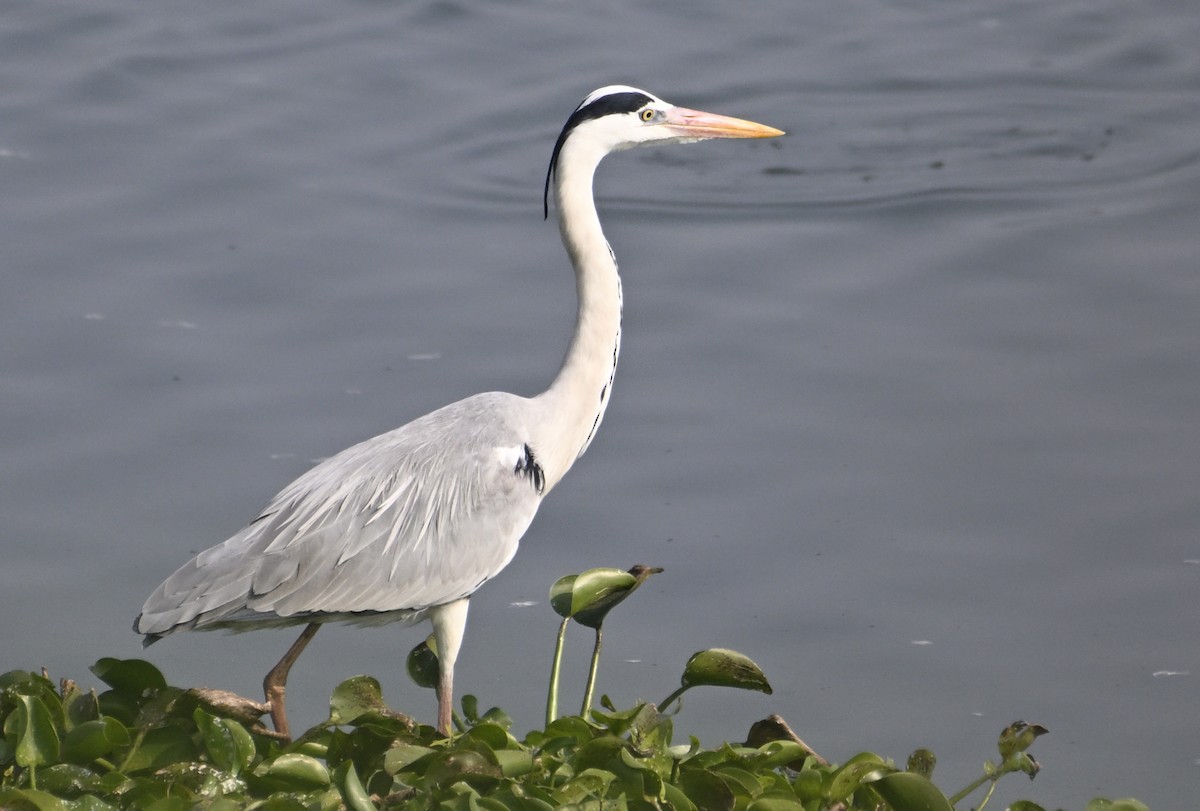 Gray Heron - ML629339153
