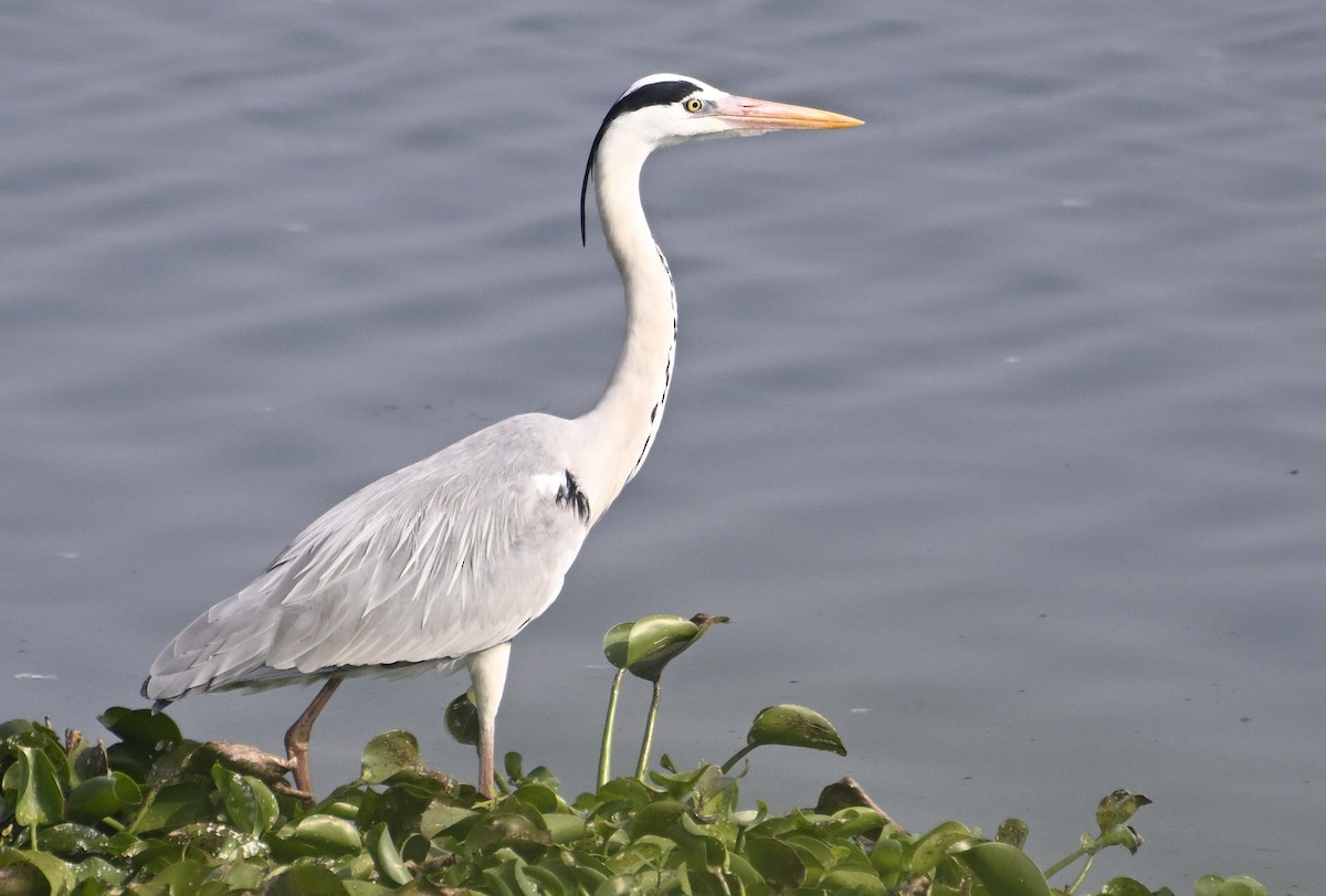 Gray Heron - ML629339154