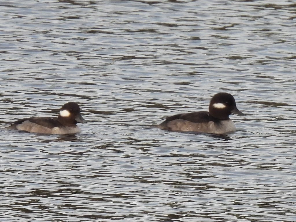 Bufflehead - ML629339156
