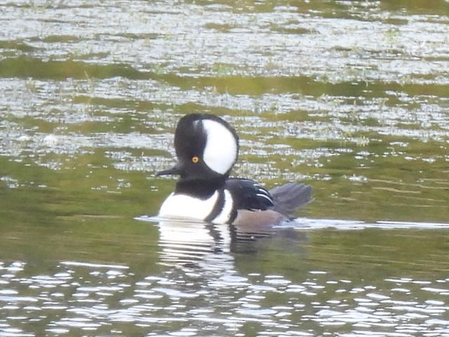 Hooded Merganser - ML629339182