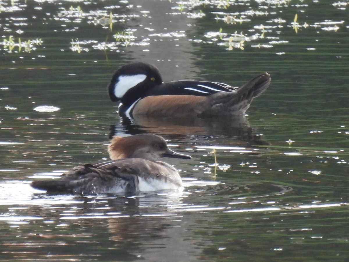 Hooded Merganser - ML629339191